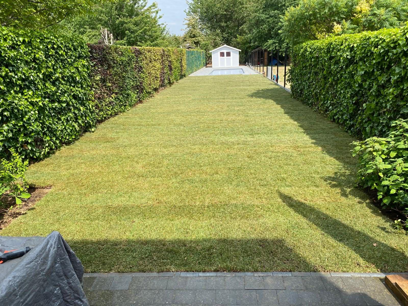 Pelouse neuve dans un jardin en longueur, entre deux haies